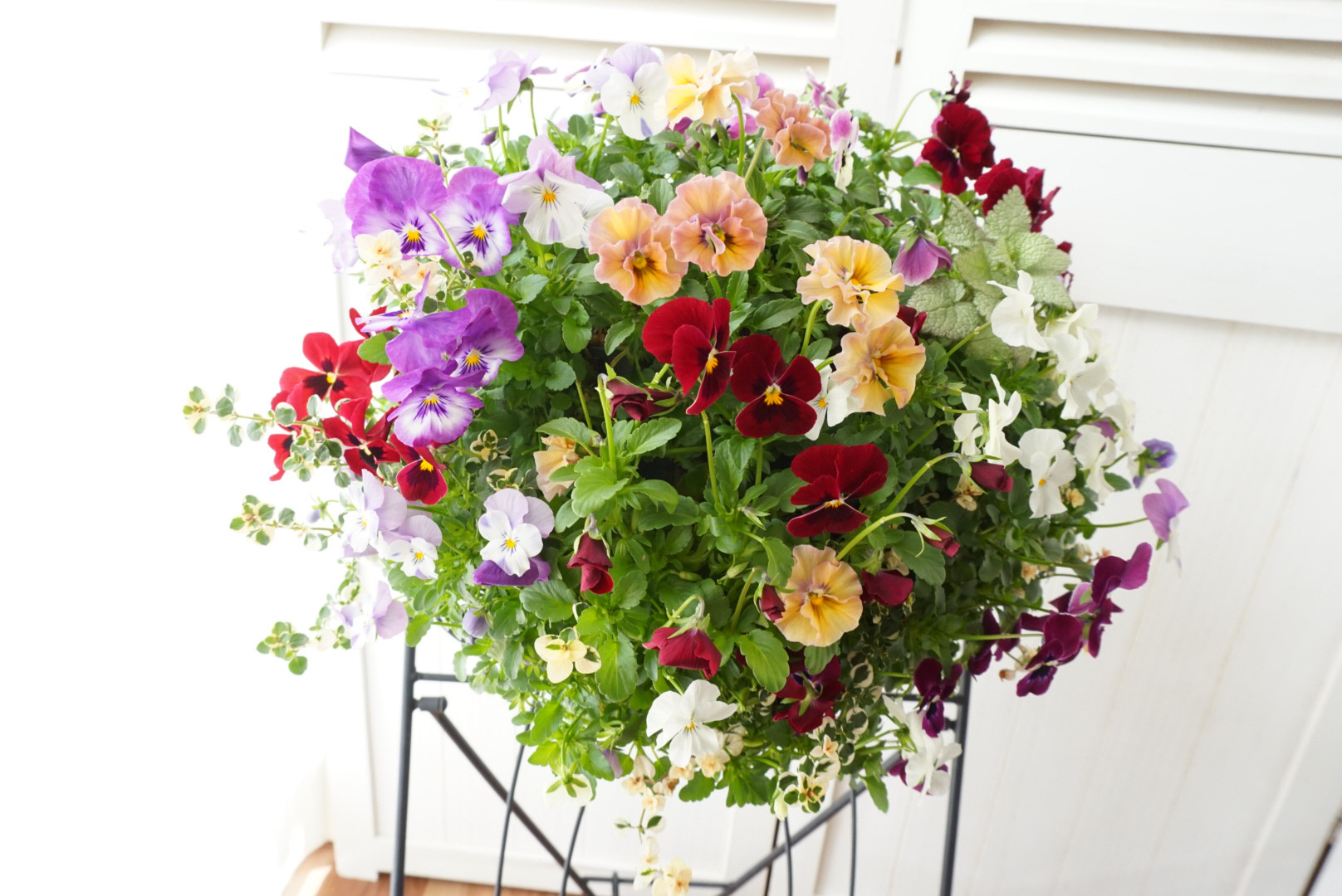 『フリルビオラ♡ルージュグラデーション』　ハンギングバスケット　ハンギング　寄せ植え　花