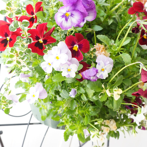 フリルビオラ♡ルージュグラデーション』 ハンギングバスケット