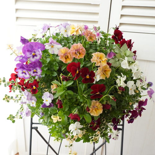 フリルビオラ♡ルージュグラデーション』 ハンギングバスケット