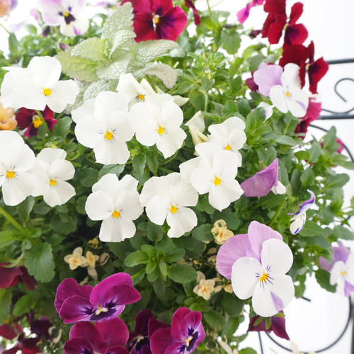 フリルビオラ♡ルージュグラデーション』 ハンギングバスケット