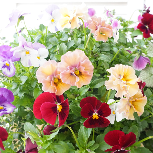 フリルビオラ♡ルージュグラデーション』 ハンギングバスケット