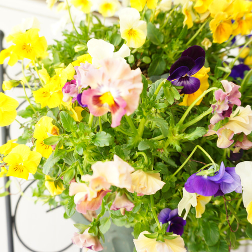 フリルビオラ♡陽光と紫紺のワルツ』 ハンギングバスケット 寄せ植え