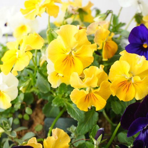 フリルビオラ♡陽光と紫紺のワルツ』 ハンギングバスケット 寄せ植え