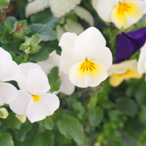 フリルビオラ♡陽光と紫紺のワルツ』 ハンギングバスケット 寄せ植え
