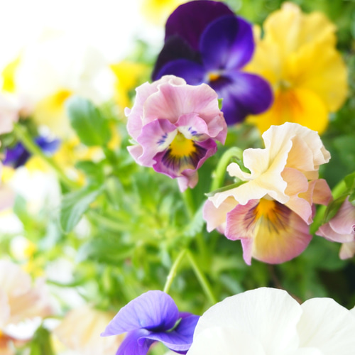 フリルビオラ♡陽光と紫紺のワルツ』 ハンギングバスケット 寄せ植え