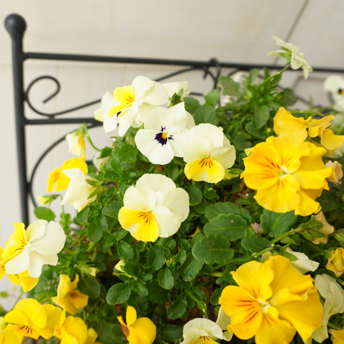 フリルビオラ♡陽光と紫紺のワルツ』 ハンギングバスケット 寄せ植え
