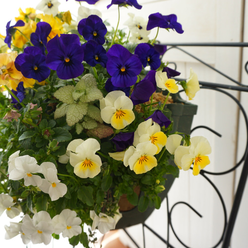 フリルビオラ♡陽光と紫紺のワルツ』 ハンギングバスケット 寄せ植え