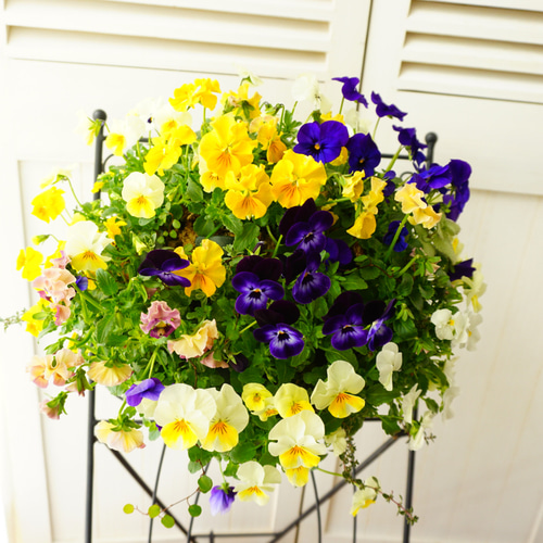 フリルビオラ♡陽光と紫紺のワルツ』 ハンギングバスケット 寄せ植え