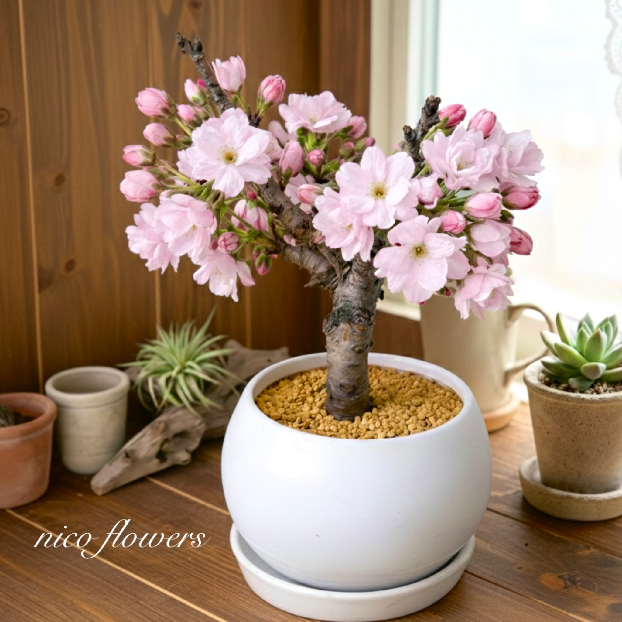 人気♡一才桜♡旭山♡お花見♡陶器鉢♡