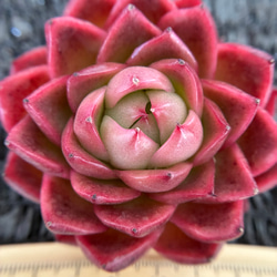 お買い得 早い者勝ち 2026 超豪華 12品種 多肉植物福袋 多肉植物 愛