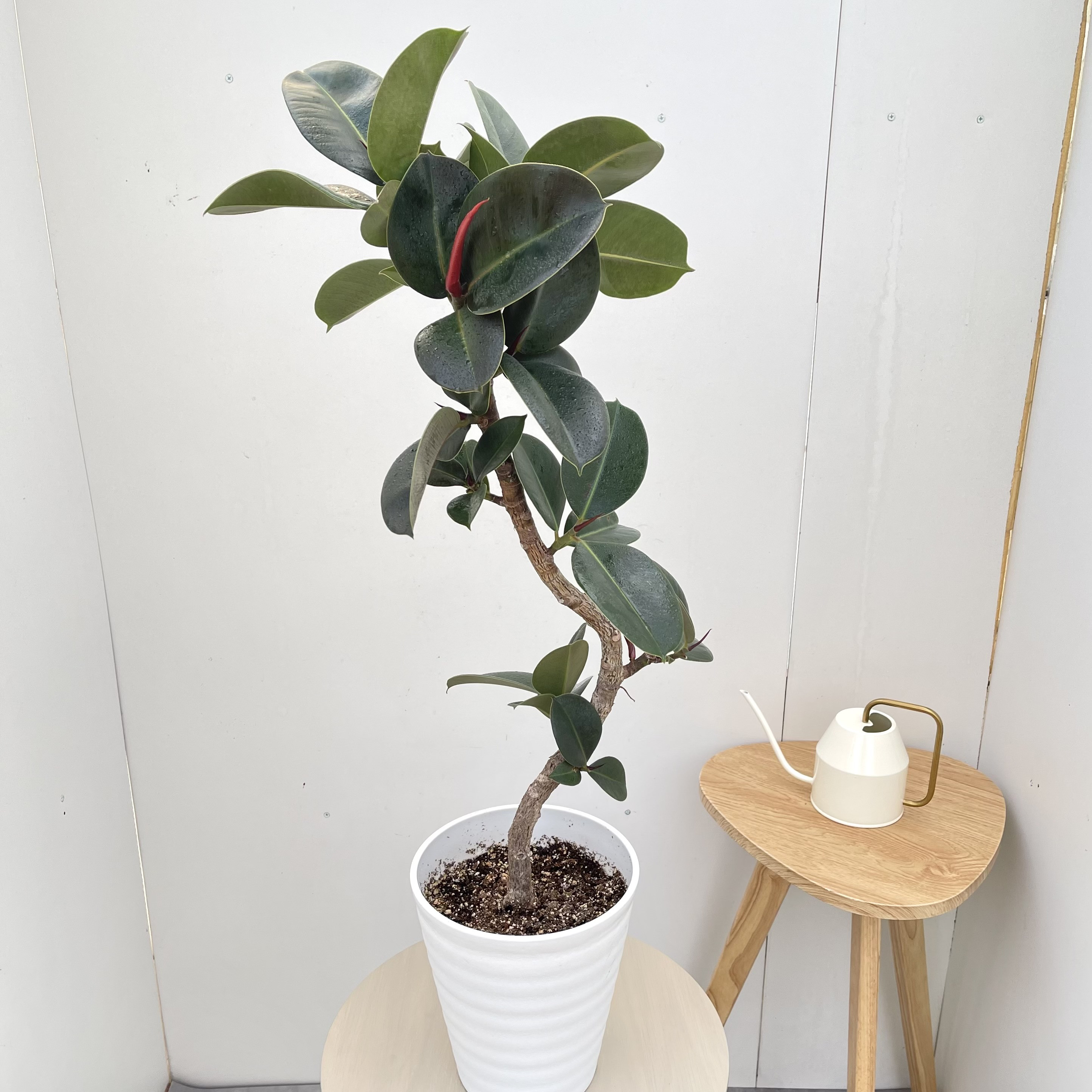 フィカス　ソフィア　曲がり　4【現品】観葉植物　室内　7号