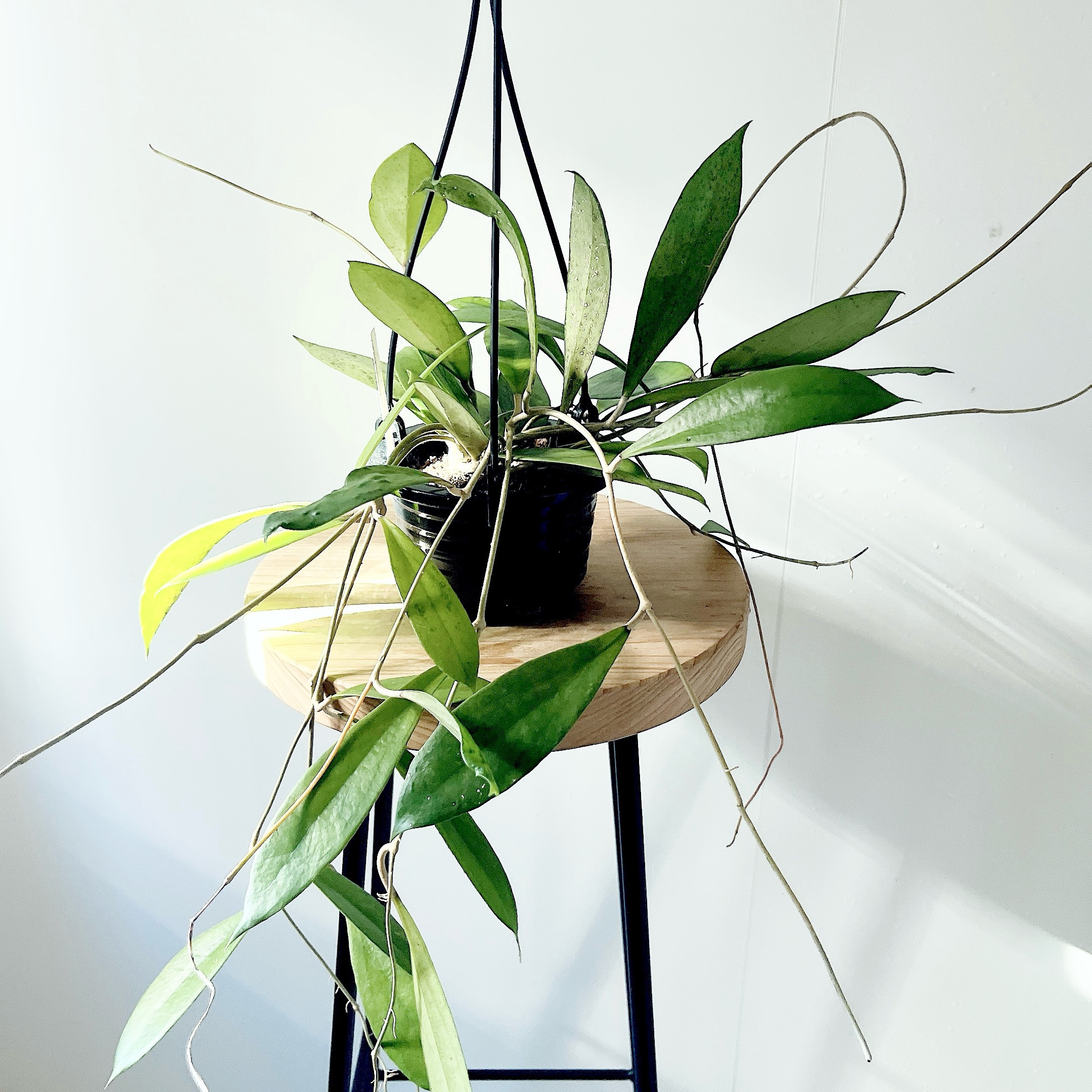 ホヤ AH-022｜細葉が美しい希少ホヤ ロングサイズ 一点もの｜calm cafeセレクト