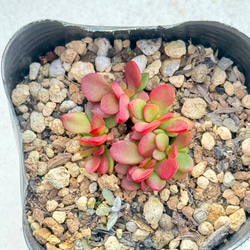 ピュアラブ＊エケベリア＊多肉植物＊抜き苗 多肉植物 ＊N＊ 通販