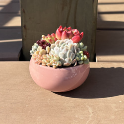 多肉植物 寄せ植え 陶器鉢 ローズフェアリー*.꒰ঌ໒꒱.* 多肉植物