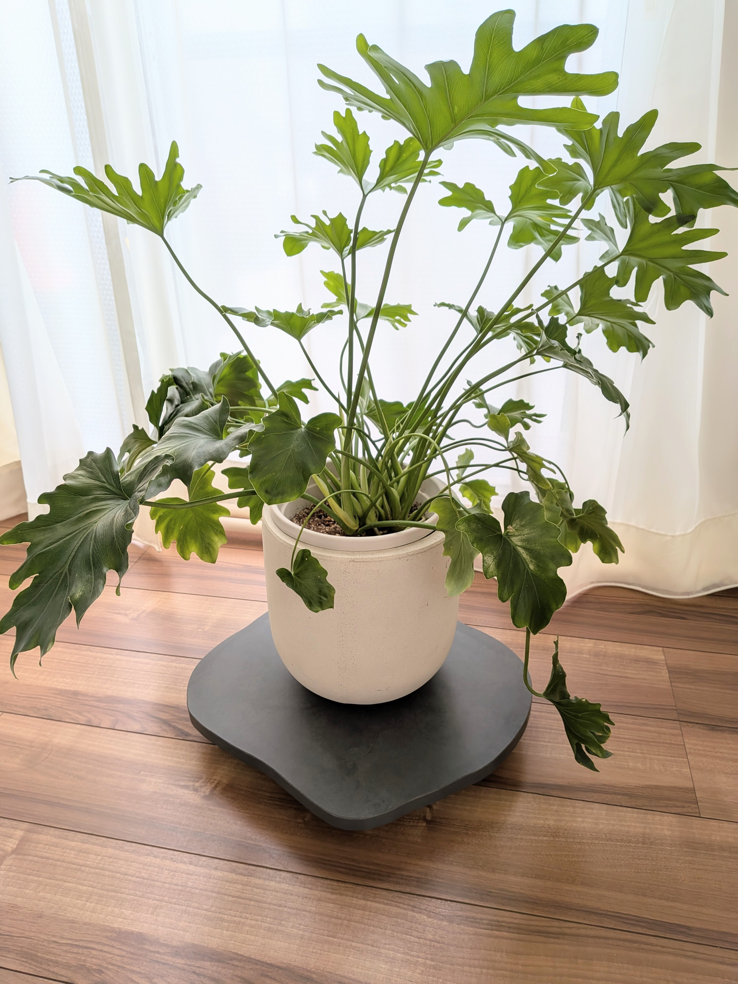 プランターベース　ダークグレー02