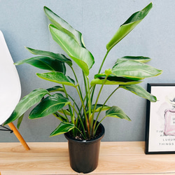 現品］【希少】 トックリラン 斑入り ポニーテール ノリナ セラアート