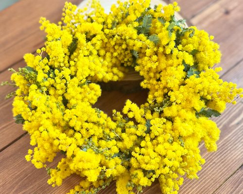 フレッシュミモザのリース（銀葉アカシア）＊春の超早割2026＊ リース