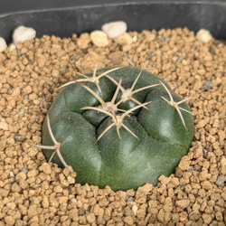 ゆらり 〚わけけのお店（ヨメ）〛の販売中作品一覧 | ハンドメイド通販