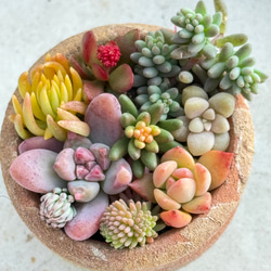 ニクサーナ錦＊多肉植物＊葉挿し 多肉植物 ＊N＊ 通販 18494875