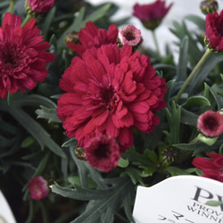 激レア】グレビレア ハニーワンダー 希少 オージープランツ 常緑低木