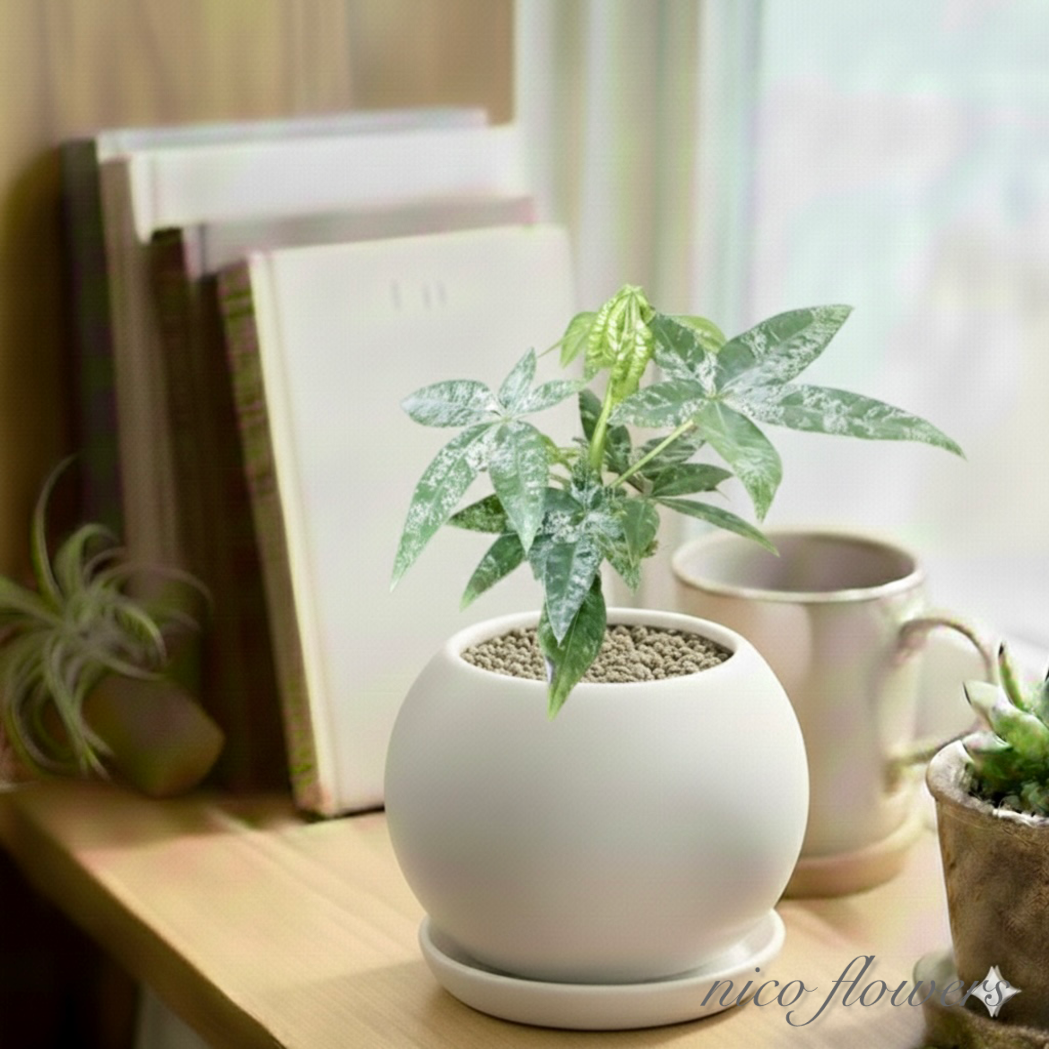 実生苗♡斑入り♡パキラ♡ミルキーウェイ♡希少♡