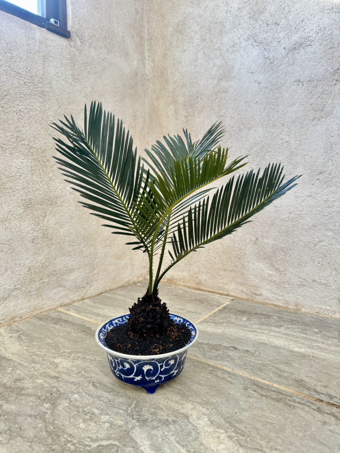 【一点もの！】人気のソテツ♪盆栽仕立て 5,016円