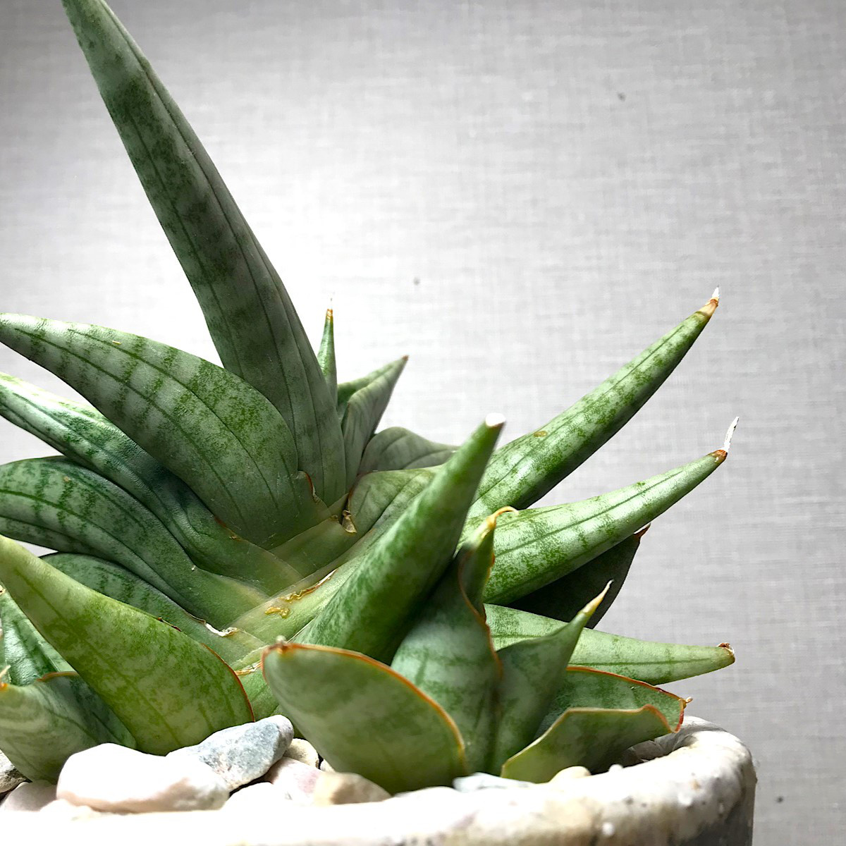 サンスベリア フランシスコ ＊ 多肉植物  観葉植物 珍奇植物