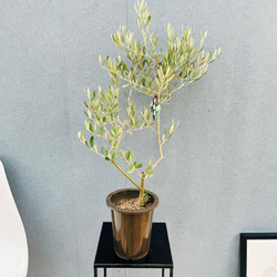 現品］【希少】フィロデンドロン ワルセウィッチー オーレア 観葉植物