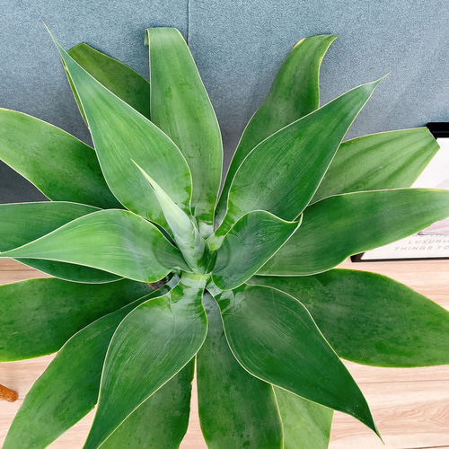 現品］K アガベ アテナータ 8号 観葉植物 大型 綺麗 屋外 多肉植物