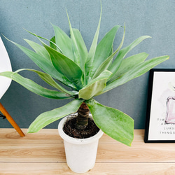 現品］☆おすすめ☆ ザミア フロリダーナ 7号 蘇轍 観葉植物 室内 レア