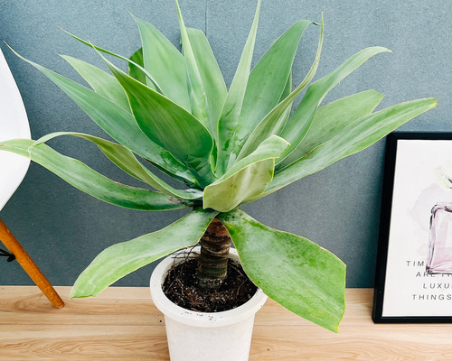 現品］K アガベ アテナータ 8号 観葉植物 大型 綺麗 屋外 多肉植物