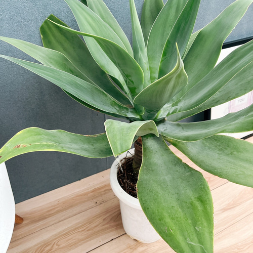 現品］K アガベ アテナータ 8号 観葉植物 大型 綺麗 屋外 多肉植物