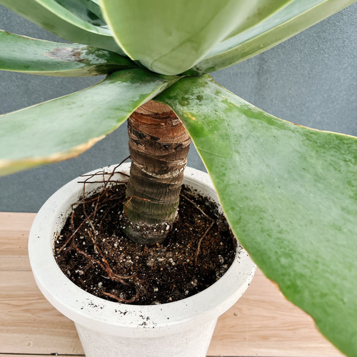 現品］K アガベ アテナータ 8号 観葉植物 大型 綺麗 屋外 多肉植物