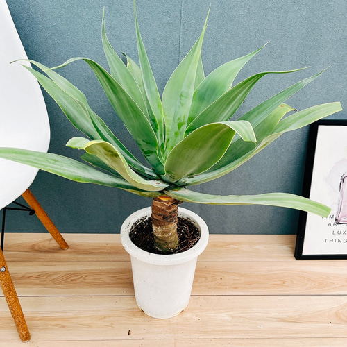 現品］K アガベ アテナータ 8号 観葉植物 大型 綺麗 屋外 多肉植物