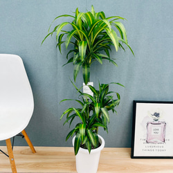 現品］3番 ストレリチアニコライ オーガスタ 10号 尺鉢 観葉植物 大型