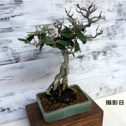 盆栽 『赤松』 和風 インテリア 園芸 ガーデニング おしゃれ 雑貨 044