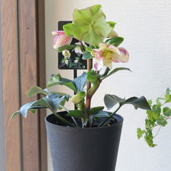 ボリューミーなクレッセントのクリスマスリース。日常使いにも。お部屋