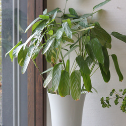 ボリューミーなクレッセントのクリスマスリース。日常使いにも。お部屋