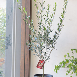 ボリューミーなクレッセントのクリスマスリース。日常使いにも。お部屋