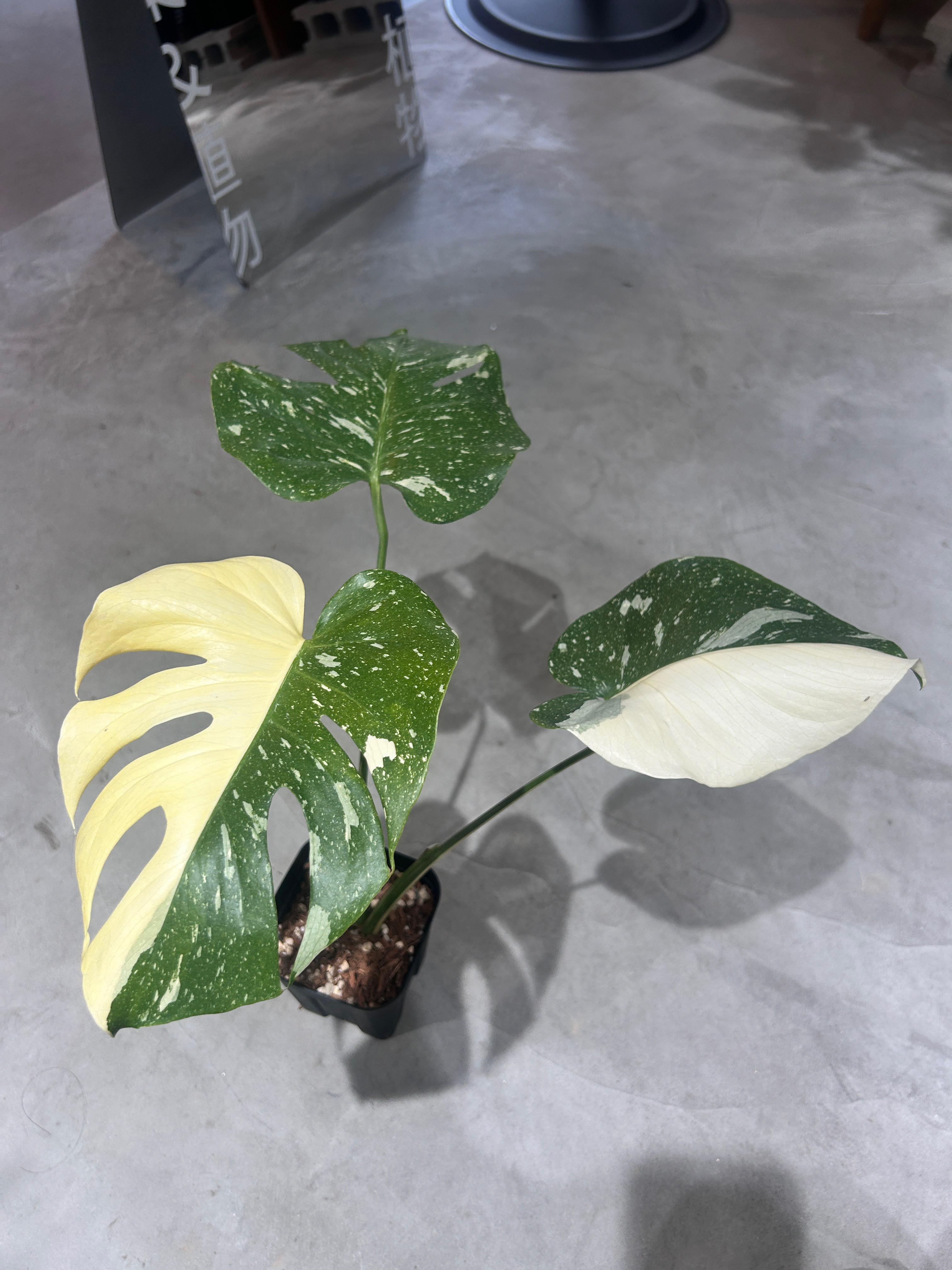 モンステラ　タイコンステレーション　ハーフムーン