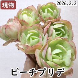 ロータスランプ (カット苗)【エケベリア 多肉植物】 多肉植物