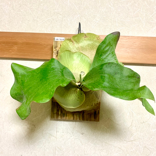 ビカクシダヒリーyot#5 多肉植物 キコリ 通販 20399003｜Creema(クリーマ)