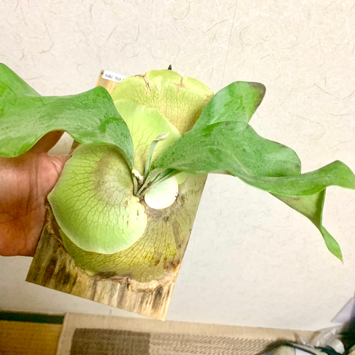 ビカクシダヒリーyot#5 多肉植物 キコリ 通販 20399003｜Creema(クリーマ)