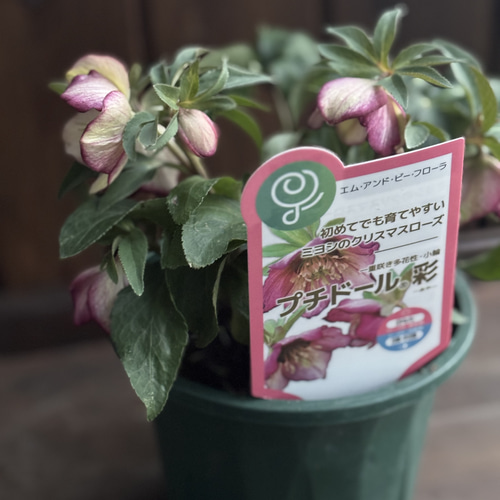未株分】横山園芸 クリスマスローズ プチドール 原種系フラッシュ 未株