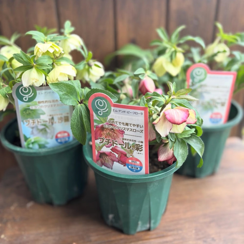 横山園芸さん 「プチドール」5号 丈夫な育てやすい品種 その他素材