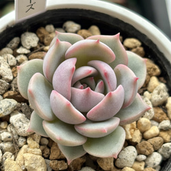 レア原種！【現品】 ☆ザラゴーサSPノバ 多肉植物 自家繁殖 国産 多肉