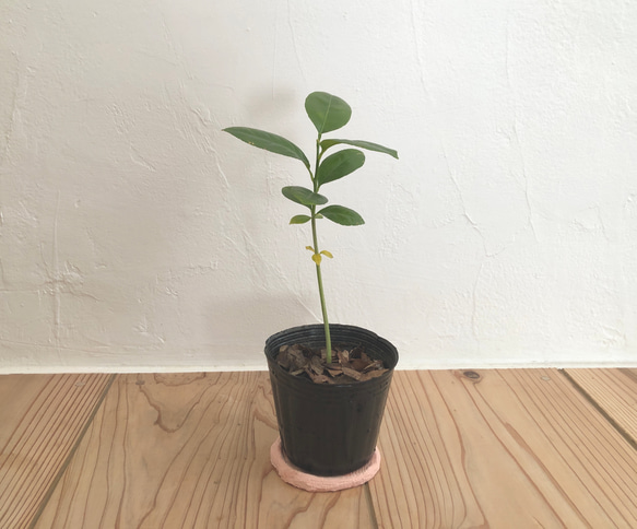 レモンの苗（約30cm）観葉植物/オーガニック/無農薬 アートフラワー