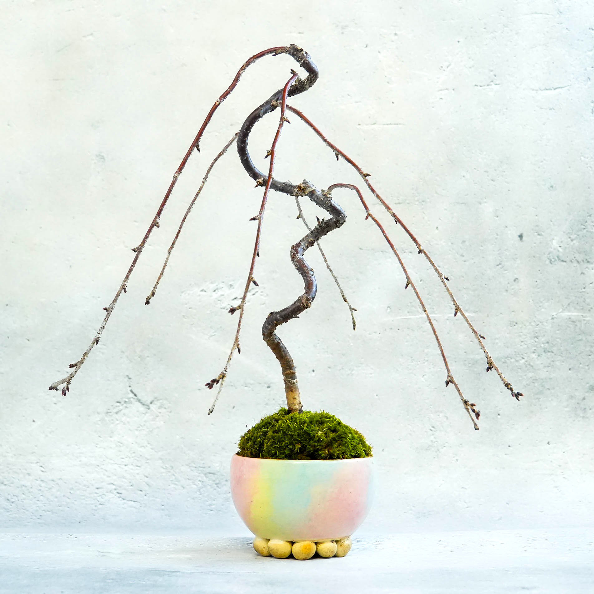 ＊枝垂れ桜～いとし器 和香様コラボ＊陶板プレゼント＊