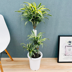 現品］【希少】 トックリラン 斑入り ポニーテール ノリナ セラアート