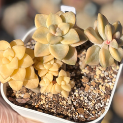 オーロラ 多肉植物 多肉植物 プクニク 通販 15238324｜Creema(クリーマ